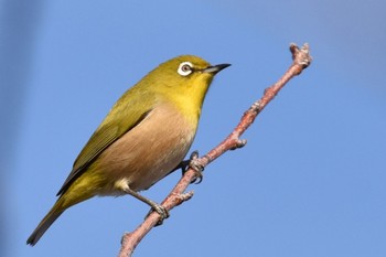 メジロ 舎人公園 2023年1月7日(土)