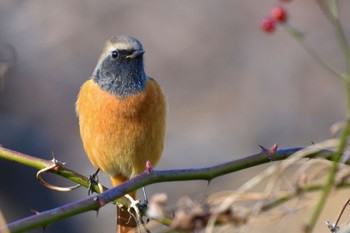 ジョウビタキ 舎人公園 2023年1月7日(土)