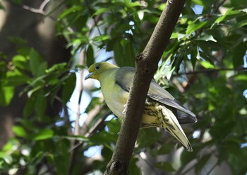 アオバト 昭和記念公園 2018年3月25日(日)