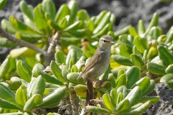 リュウキュウウグイス 残波岬 2023年1月1日(日)