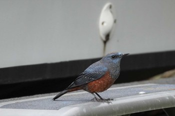 2023年1月1日(日) 読谷村の野鳥観察記録