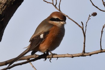 Bull-headed Shrike Toneri Park Sat, 1/7/2023