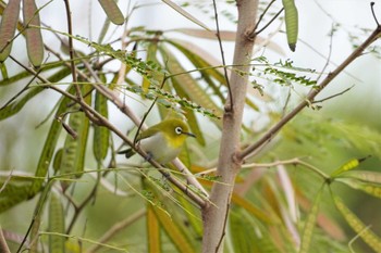 Japanese White-eye(loochooensis) 古宇利島 Mon, 1/2/2023