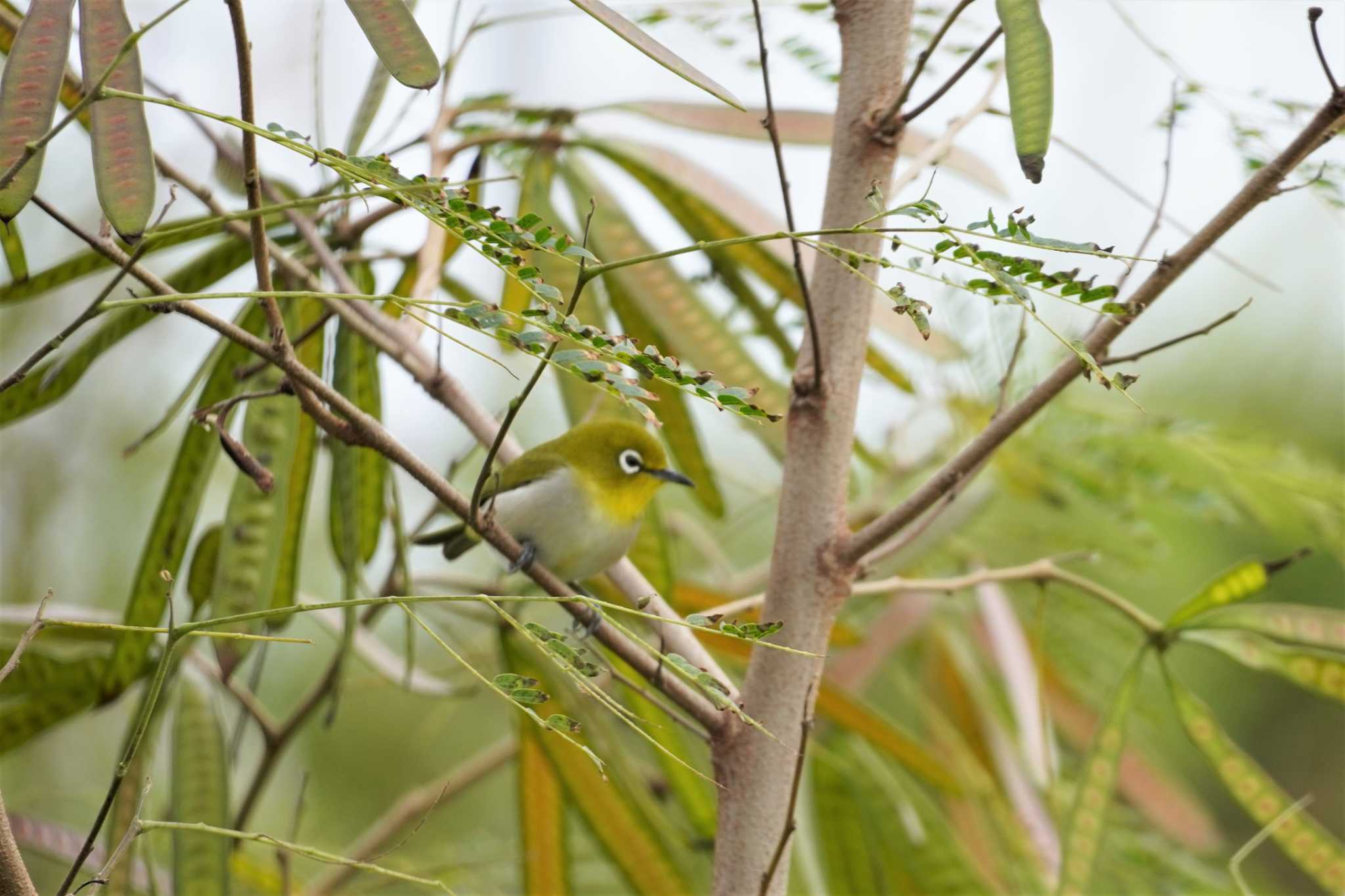 古宇利島 リュウキュウメジロの写真 by jasmine