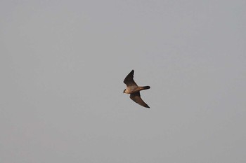 Peregrine Falcon 北海道　函館市　函館空港脇 Sun, 3/25/2018