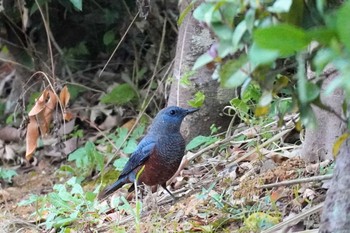 2023年1月3日(火) 名護市の野鳥観察記録