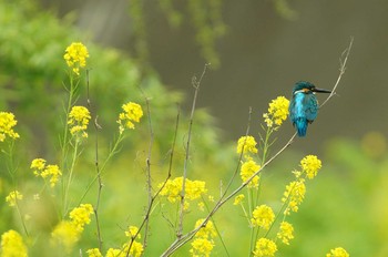 カワセミ 野川 撮影日未設定