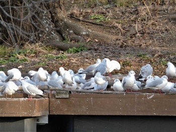 2023年1月4日(水) 鎌倉の野鳥観察記録