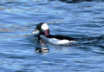 2023年1月5日(木) 多摩川の野鳥観察記録