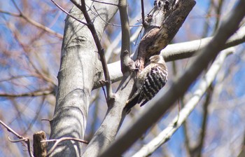 コゲラ 菊水山 2018年3月10日(土)