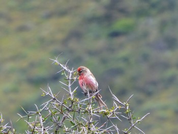 Lesser Redpoll Tasman Glacier View Track, Aoraki/Mt Cook National Patk, New Zealand 2022年12月27日(火)