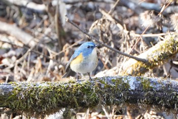 2023年1月7日(土) 十里木高原の野鳥観察記録