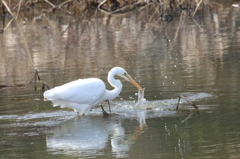 ダイサギ 大沼公園(北海道七飯町) 2018年3月25日(日)