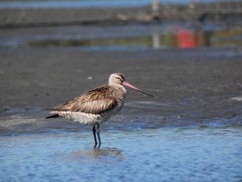 オオソリハシシギ ふなばし三番瀬海浜公園 2022年9月25日(日)