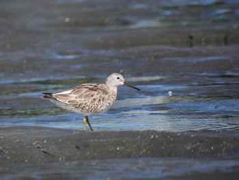 オバシギ ふなばし三番瀬海浜公園 2022年9月25日(日)