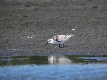 ミユビシギ ふなばし三番瀬海浜公園 2022年9月25日(日)