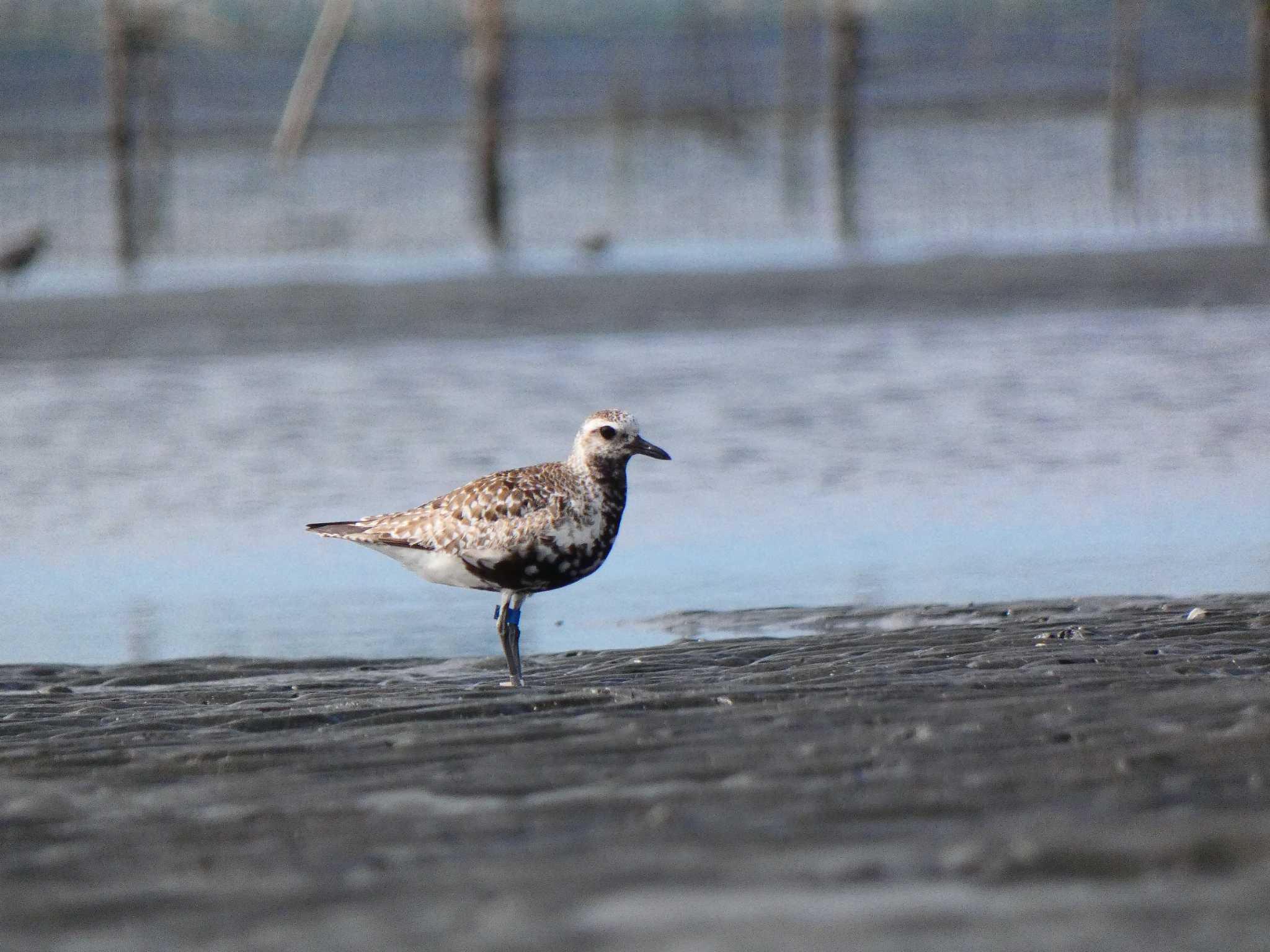 ふなばし三番瀬海浜公園 ダイゼンの写真 by キビタキ好き