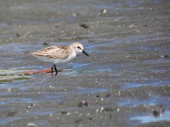 トウネン ふなばし三番瀬海浜公園 2022年9月25日(日)