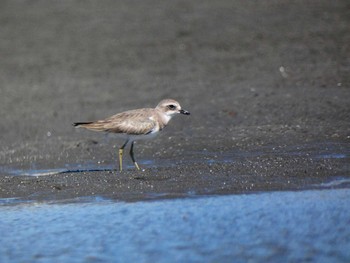 メダイチドリ ふなばし三番瀬海浜公園 2022年9月25日(日)