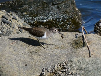 イソシギ 東京港野鳥公園 2022年10月1日(土)