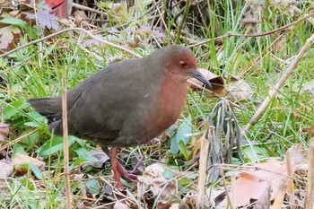 2023年1月2日(月) 舞岡公園の野鳥観察記録