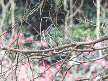 ルリビタキ 東京都立桜ヶ丘公園(聖蹟桜ヶ丘) 2023年1月7日(土)