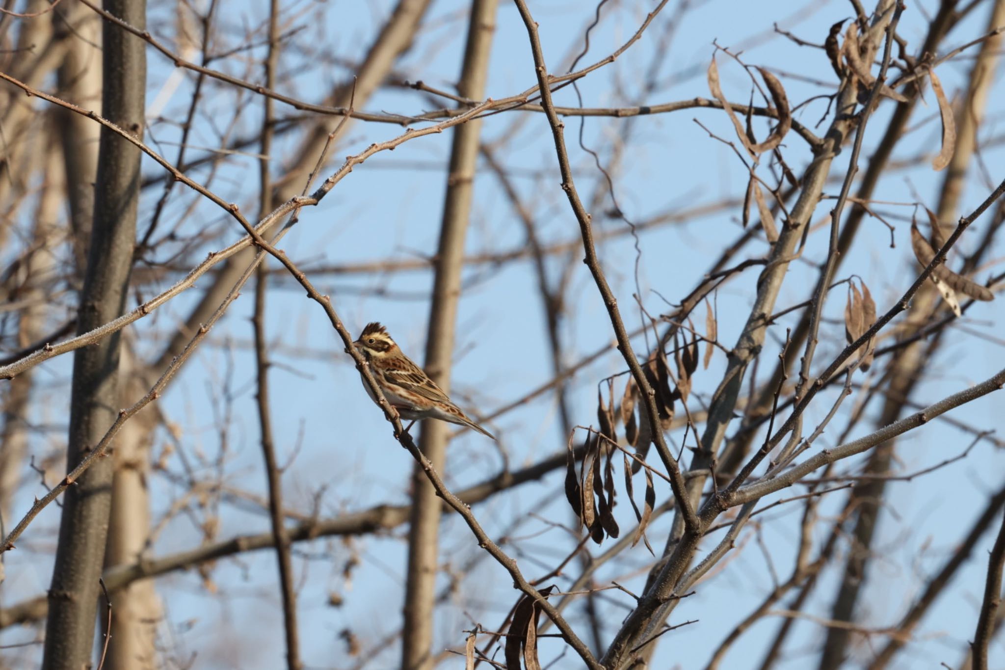 Photo of Rustic Bunting at 御宝田遊水池 by アカウント6292