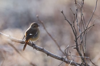 Daurian Redstart 御宝田遊水池 Sat, 1/7/2023