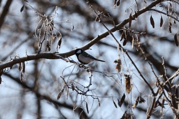 Japanese Tit 御宝田遊水池 Sat, 1/7/2023