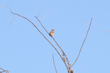 Siberian Long-tailed Rosefinch 御宝田遊水池 Sat, 1/7/2023