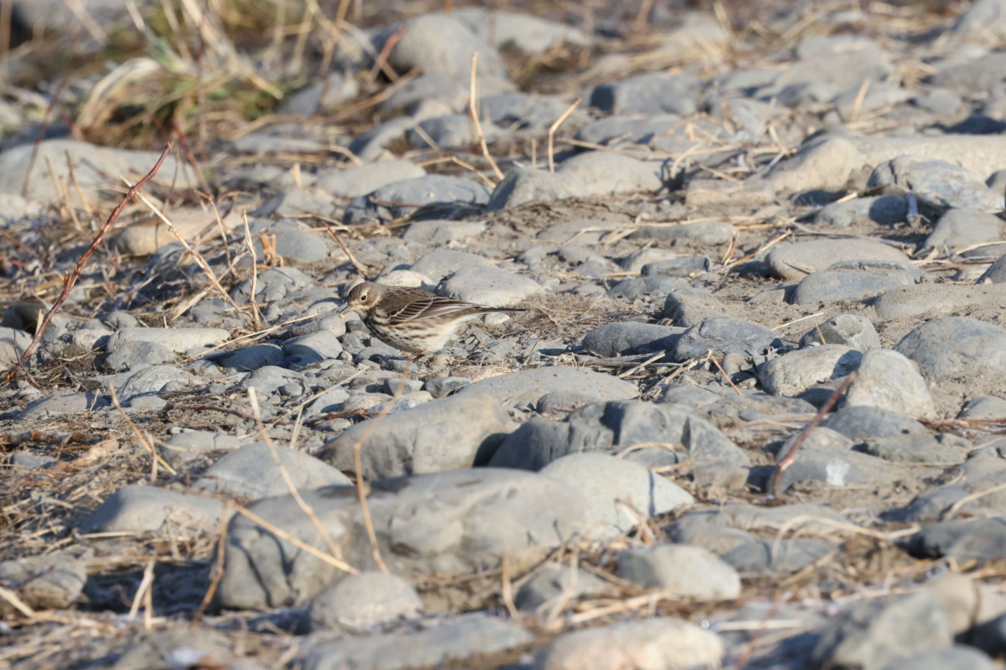 Water Pipit