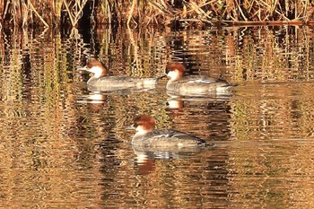 Smew 浮島ヶ原自然公園 Wed, 1/4/2023