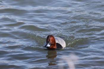 Common Pochard 御宝田遊水池 Sat, 1/7/2023