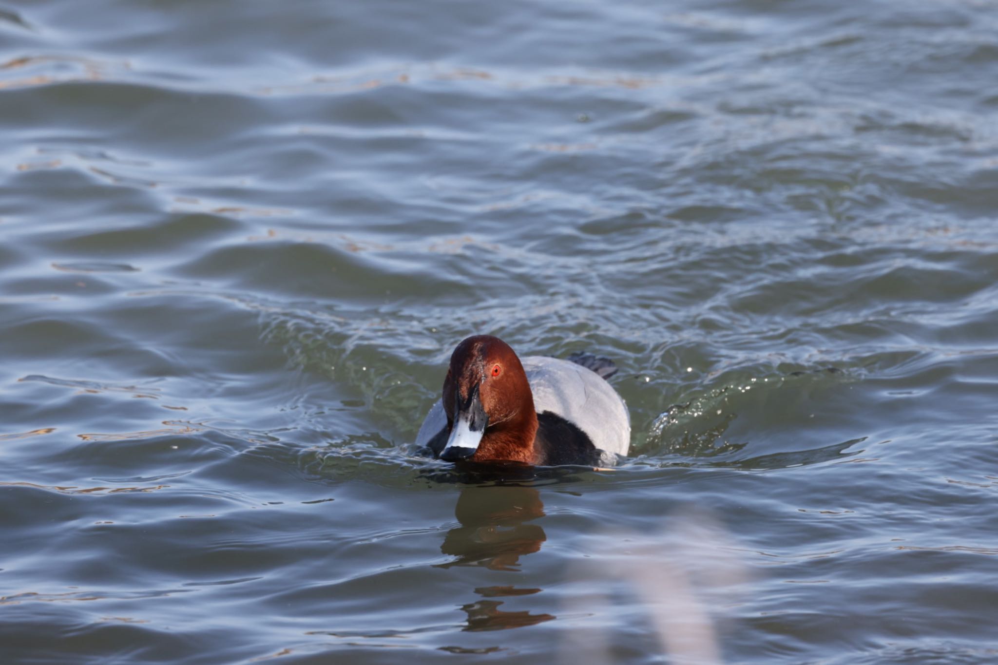 Common Pochard