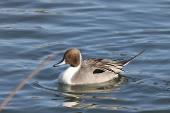 Northern Pintail 御宝田遊水池 Sat, 1/7/2023