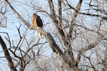 Black Kite 御宝田遊水池 Sat, 1/7/2023