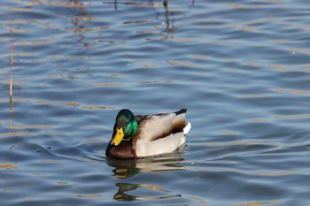 Mallard 御宝田遊水池 Sat, 1/7/2023