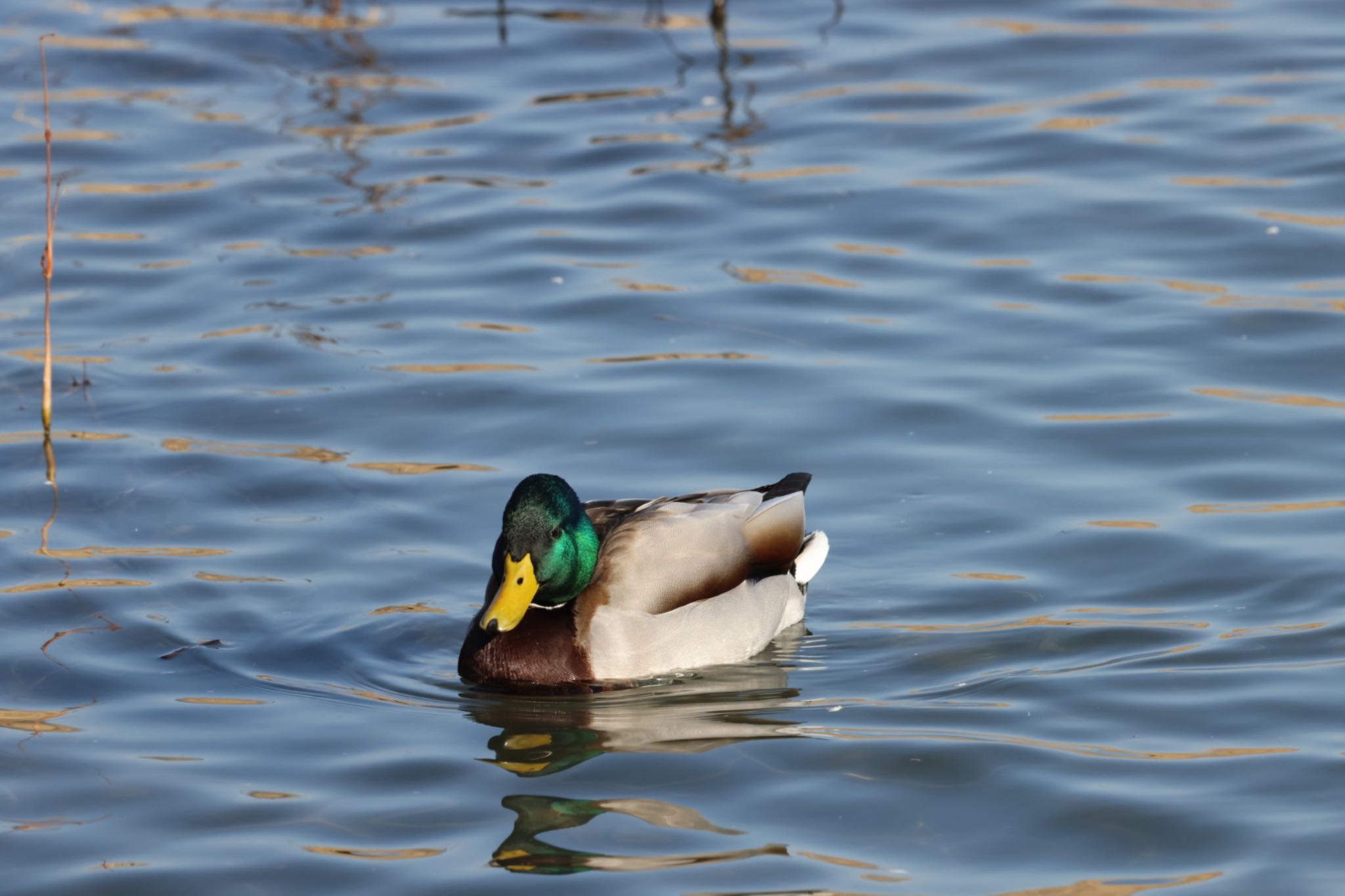 Mallard