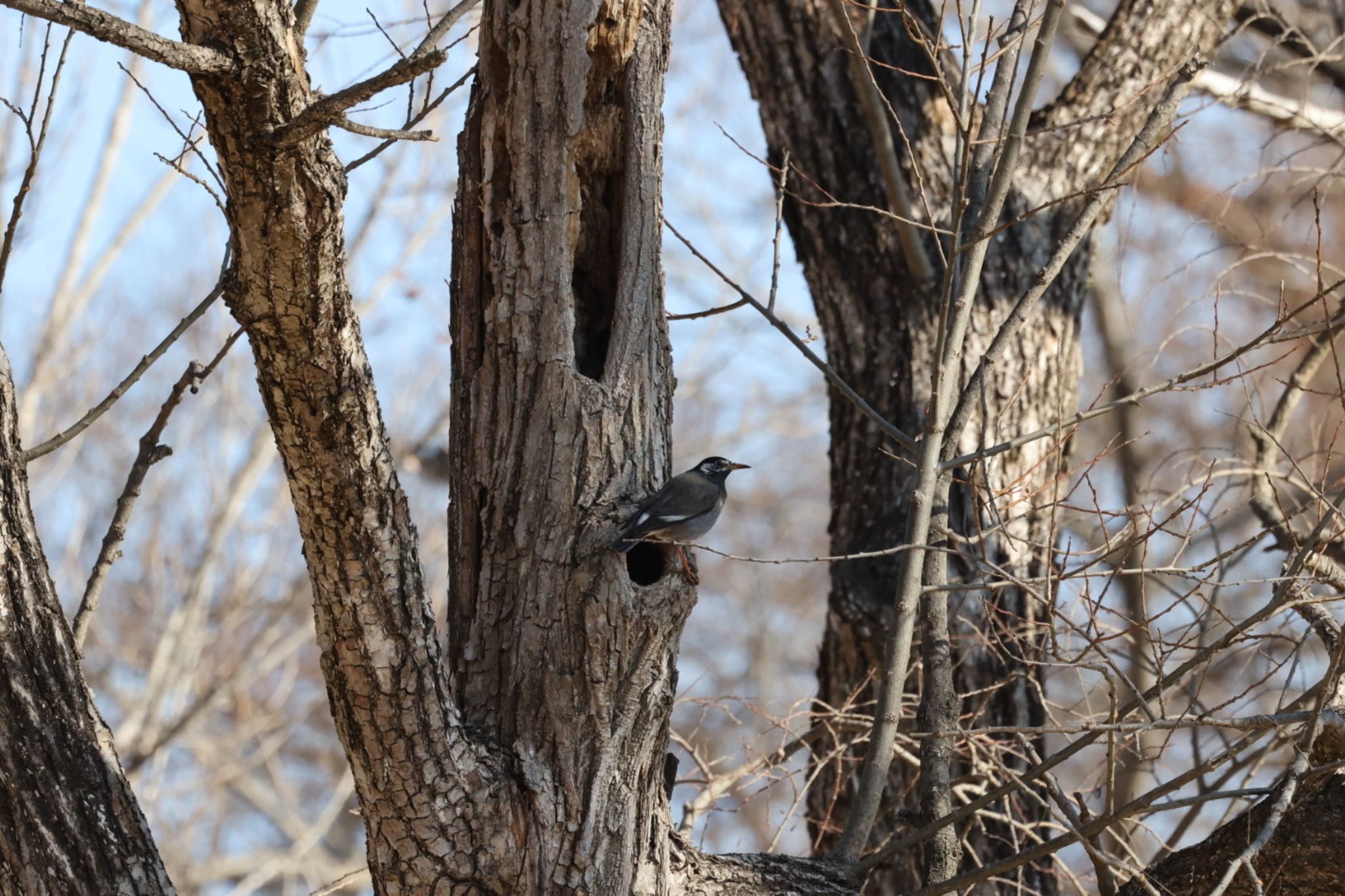 White-cheeked Starling