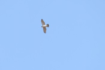 Eurasian Goshawk 御宝田遊水池 Sat, 1/7/2023