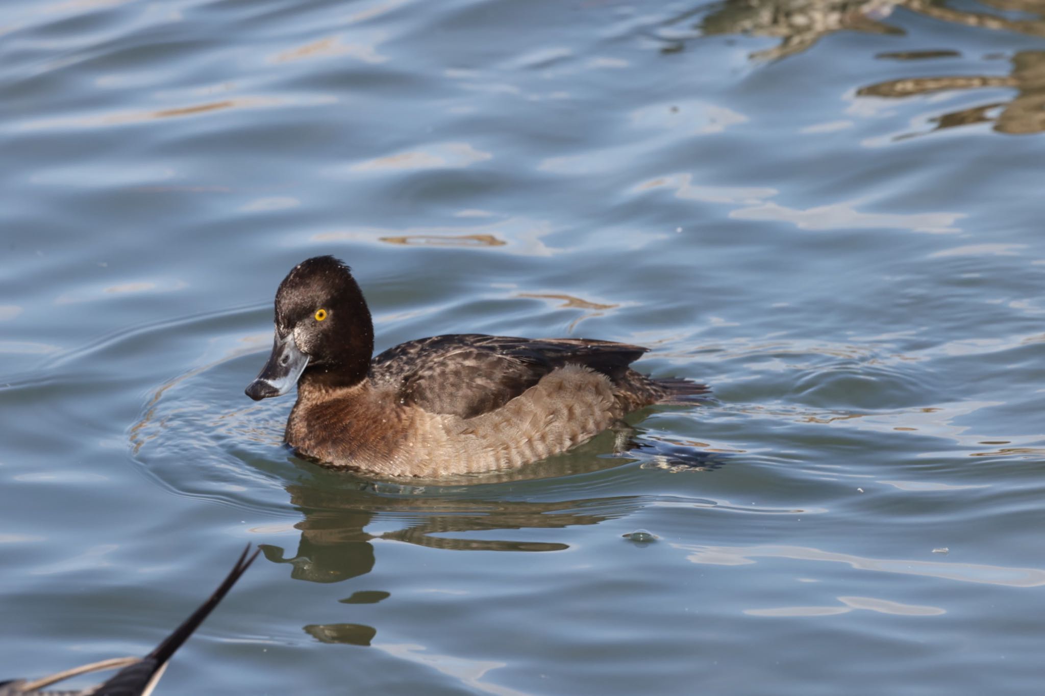 Tufted Duck