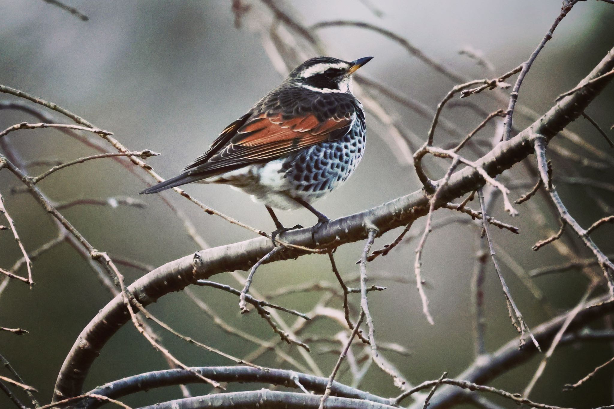 Photo of Dusky Thrush at 大野極楽寺公園 by トシさん