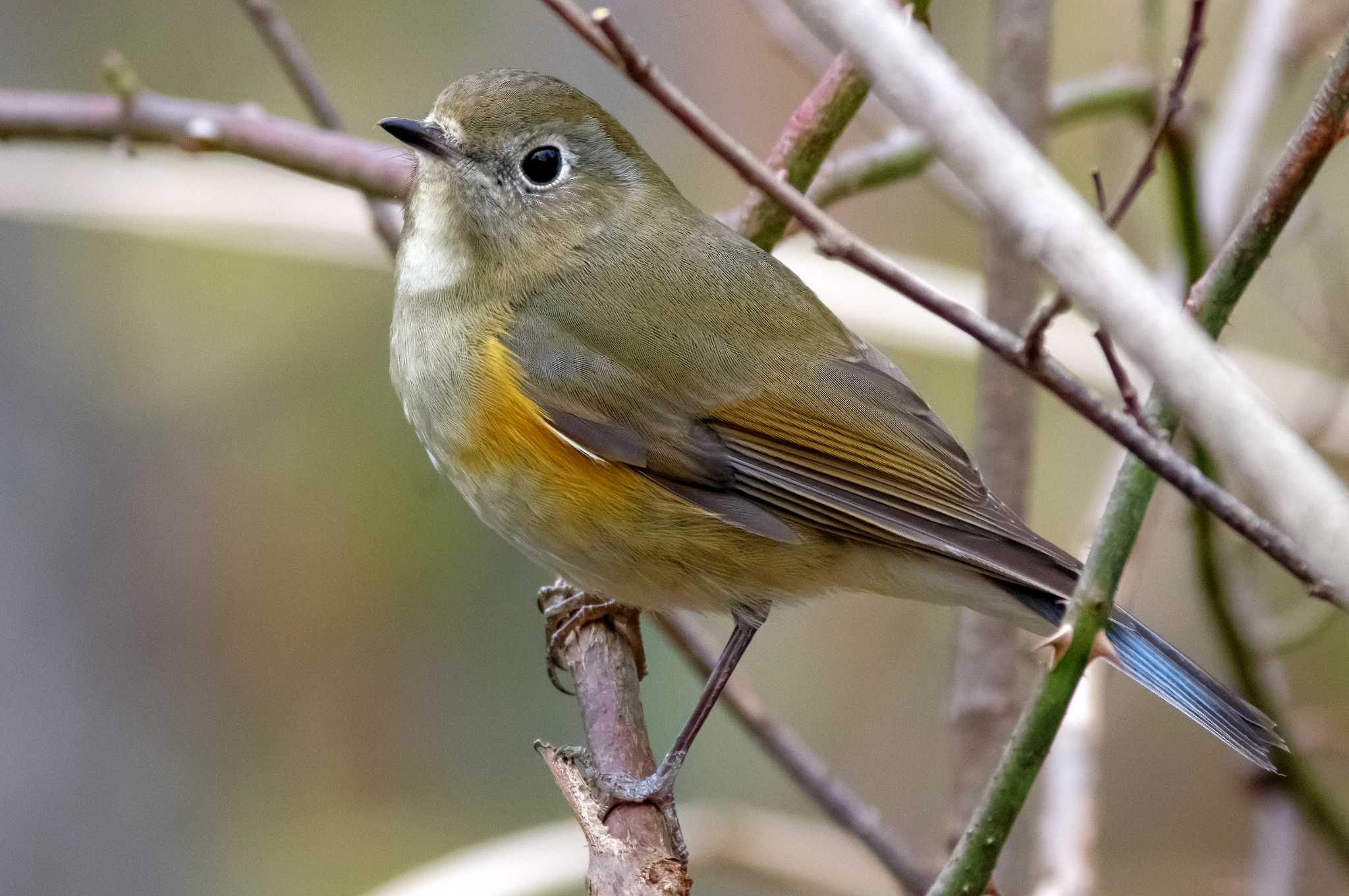 Photo of Red-flanked Bluetail at 岩藤新池 by KERON