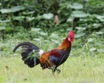 Red Junglefowl Bishan - Ang Mo Kio Park Sat, 1/7/2023