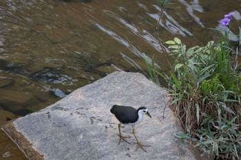 White-breasted Waterhen Bishan - Ang Mo Kio Park Sun, 1/8/2023