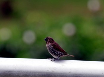 Scaly-breasted Munia Bishan - Ang Mo Kio Park Unknown Date