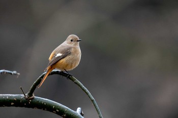 Sun, 1/8/2023 Birding report at 京都府立植物園