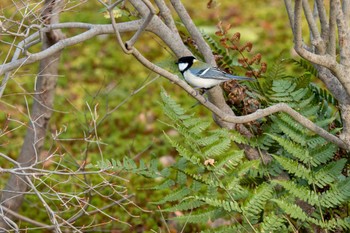 シジュウカラ 京都府立植物園 2023年1月8日(日)