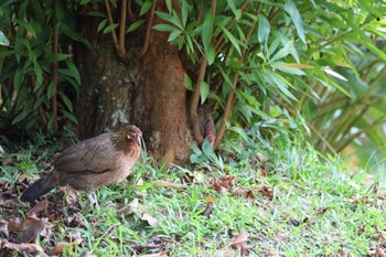 Red Junglefowl Bishan - Ang Mo Kio Park Sat, 1/7/2023