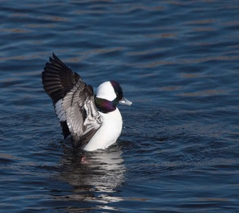 Bufflehead 東京都多摩地域 Sat, 1/7/2023